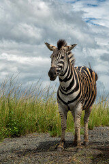 Zebra standing in the Hluhluwe Imfolozi Game Reserve with a cloudy sky in the green season in Kwa Zulu Natal in South Africa
