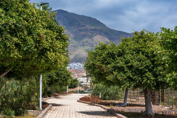 A paved path, in Tenerife, flanked by small trees, with the mountains in the distance