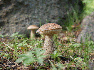 The boletus mushroom grows among green moss in a clearing in the forest. Edible healthy mushroom in the forest in summer. Vegetarian food in natural conditions.
