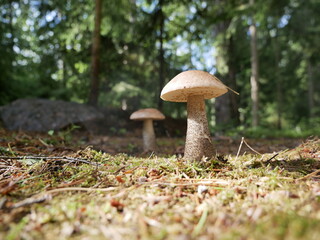 The boletus mushroom grows among green moss in a clearing in the forest. Edible healthy mushroom in the forest in summer. Vegetarian food in natural conditions.