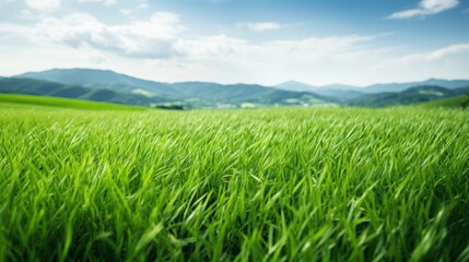 Fototapeta premium Vast fields of green undulate under the breeze, epitomizing the beauty of rolling countryside and meadows