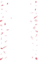 Purple Cherry Petal Vector White Background.