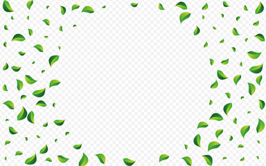 Lime Leaves Forest Vector Transparent Background.