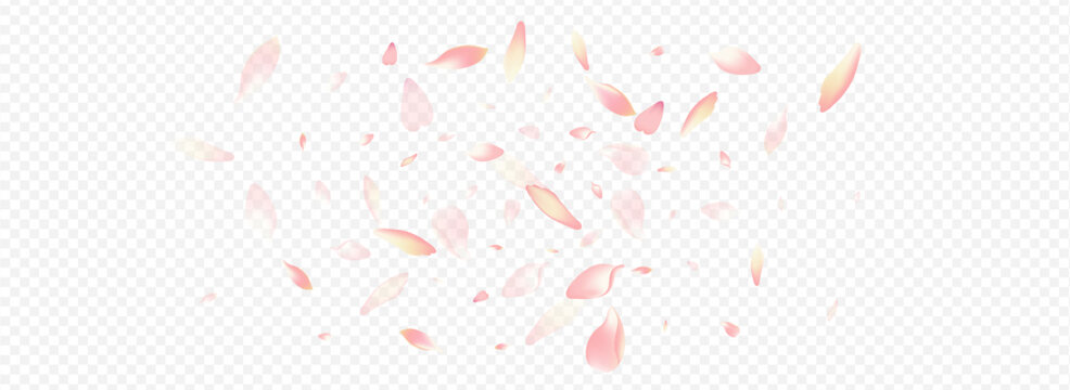 Light Cherry Vector Panoramic Transparent