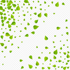 Forest Foliage Falling Vector Transparent