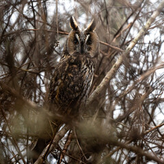 Long-eared owl in the tree