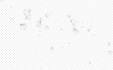 White Flower Vector Transparent Background.