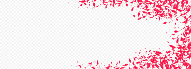 Delicate Sakura Vector Transparent Panoramic