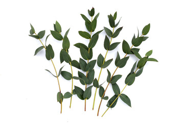Green leaves of eucalyptus on white