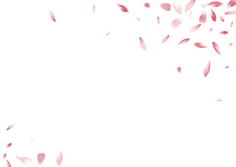 Transparent Peach Petal Vector White Background.