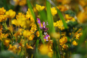yellow and purple flowers