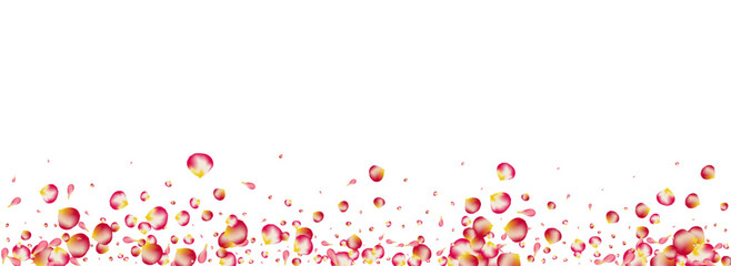 Pink Sakura Fall Vector Panoramic White