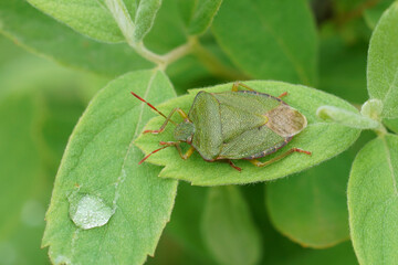 Closeup on a green shieldbug, Palomena prasina sittingh on a green leaf