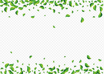 Mint Leaf Organic Vector Transparent Background. - obrazy, fototapety, plakaty