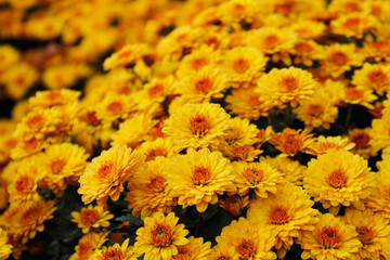 beautiful autumn chrysanthemums


