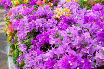 Beautiful bougainvillea flowers with green leaves