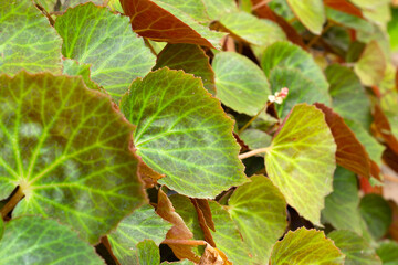 Obraz premium Begonia chlorneura leaves in the garden