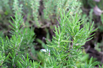 Fresh rosemary herb growing in the garden