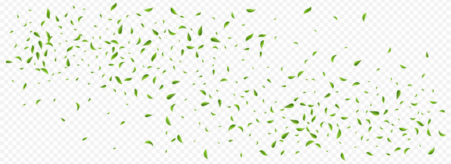 Grassy Leaf Swirl Vector Panoramic Transparent - obrazy, fototapety, plakaty