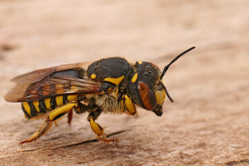 Closeup of a female of the Florentine woolcarder Bee, Anthidium florentinum