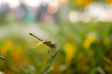 dragonfly on a leaf