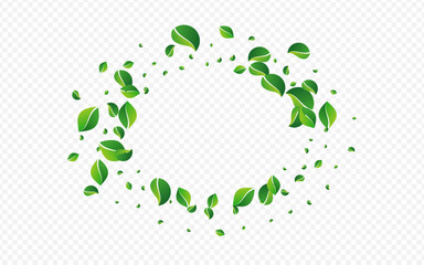 Forest Leaves Herbal Vector Transparent