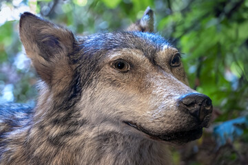 The portrait of Wolf - Canis lupus