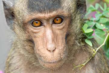 Obraz premium The portrait of macaque in a tropical nature, Thailand