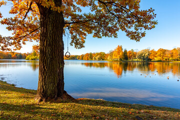 Oak tree in autumn foliage in Catherine park, Pushkin (Tsarskoe Selo), Saint Petersburg, Russia