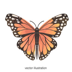 butterfly orange color isolated on white
