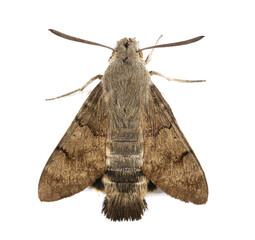 Hummingbird hawk-moth (Macroglossum stellatarum) isolated on white, top view
 - obrazy, fototapety, plakaty
