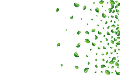 Grassy Foliage Ecology Vector White Background.