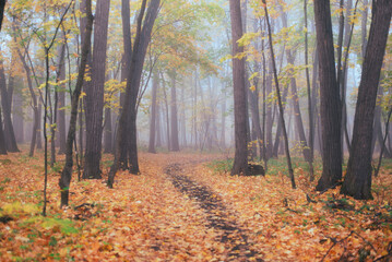 Walking in the autumn foggy forest without people, foggy morning