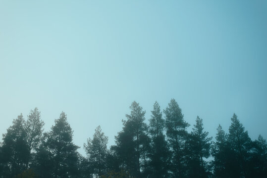 silhouettes of coniferous trees crowns on a foggy morning
