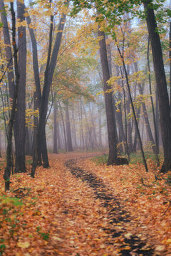 Walking in the autumn foggy forest without people, foggy morning