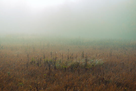 Panorama of the meadow on a foggy morning