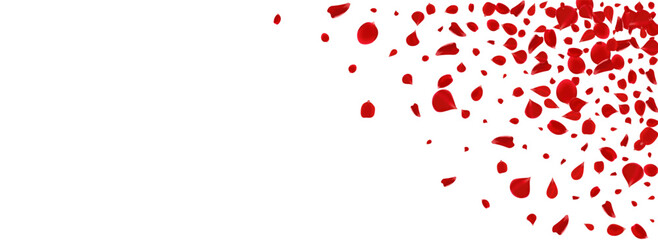 Fototapeta premium Delicate Blossom Flying Vector Panoramic White