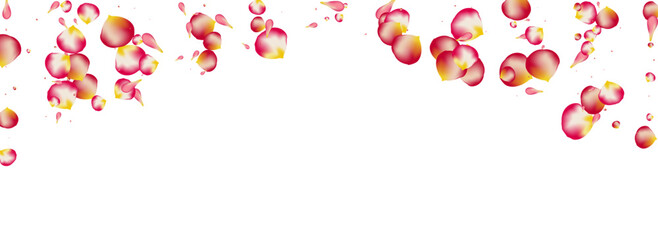 Beautiful Blossom Spring Vector Panoramic White