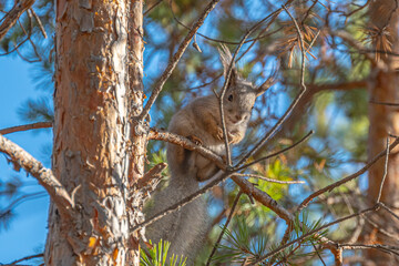 Белочка на Изумрудном карьере