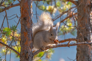 Белочка на Изумрудном карьере