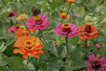 butterfly on a red and yellow flower