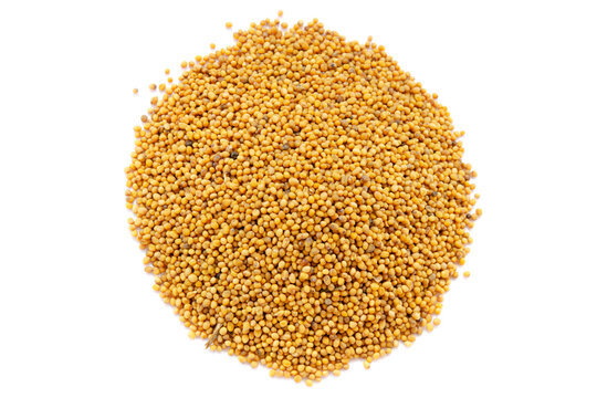 Dry mustard seeds isolated on white, top view. Dry mustard seeds on a white background, top view. Yellow mustard seeds, top view. Collected mustard seeds isolated on a white background.