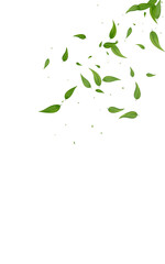 Grassy Leaf Forest Vector White Background