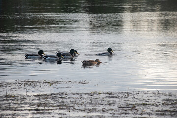 Birds swimming in the river