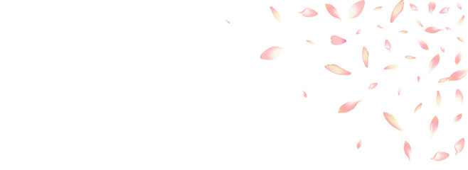 Transparent Cherry Petal Vector Panoramic
