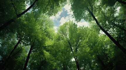 Fototapeta premium Forest, lush foliage, tall trees at spring or early summer - photographed from below
