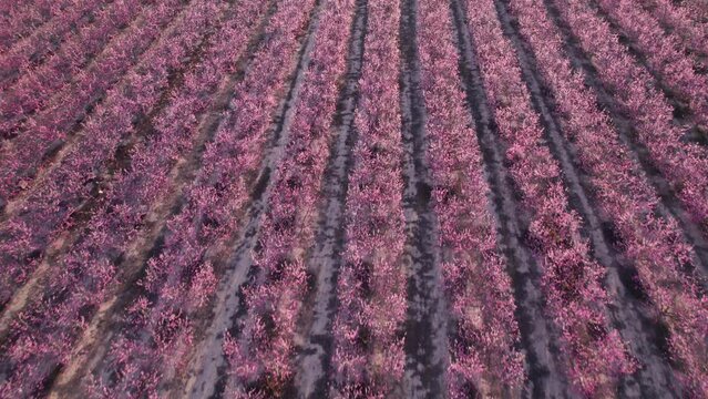 Beautiful aerial view of fruit trees in blossom springtime. Peach trees blossom bloom pink flowers. Fields with blossoming peach, plum and nectarine trees fruit trees in Aitona, Catalonia, Spain