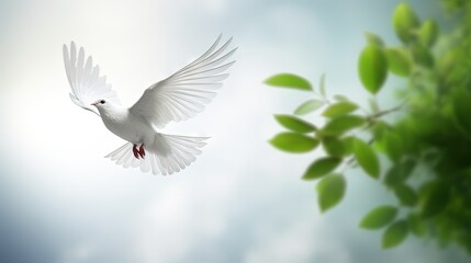 A free white dove holding green leaf branch flying in the sky. International Day of Peace concept background