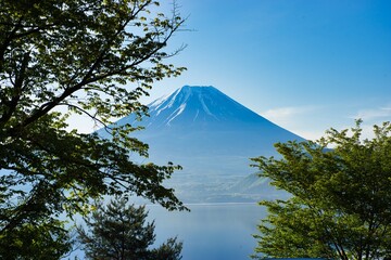 松の葉の隙間から見える富士山