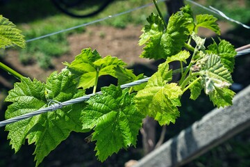 ブドウの葉っぱ